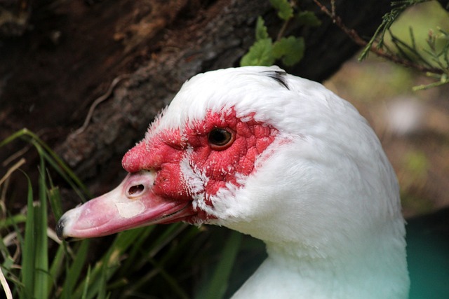 曼联旧将罗西：弗格森严肃中带着亲切体贴，待人就像父亲一样